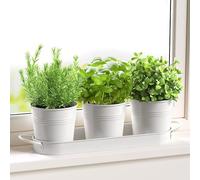 FGXY Set di 3 vasi in metallo con vassoio per erbe aromatiche, Mini Cactus Succulento Vaso, Crepa di Ghiaccio Fiori Piantatore,Per interni, Davanzali e Balconi,Coltiva Le Tue Erbe Per La Cucina-Bianco