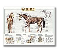 FHMDREUP Poster con anatomia del cavallo, motivo: fattoria della conoscenza dei cavalli, club scolastico, educazione, cucina, decorazione da parete, regalo, senza cornice, 40,6 x 61 cm