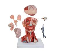 FHSLKXIM E Modello Cerebrovascolare del Muscolo del Collo E Modello Anatomico Neurale Dell'Arteria Cerebrale del Collo E Modello Anatomico del Muscolo del Collo 10 Parti