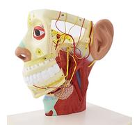 FHSLKXIM L'Insegnamento della Ricerca sui Modelli Fornisce Modelli Medici, Modelli di Nervi Cranici, Modelli Umani, Modelli Anatomici di Nervi Cranici E Dodici Paia di Nervi Cranici
