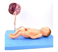FHSLKXIM Modelli Medici, Modello Anatomico di Organi Neonatali, Modello Anatomico per La Cura del Feto, Placenta E Cordone Ombelicale per Materiale Didattico
