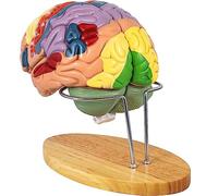 FHSLKXIM Modello Anatomico del Cervello Umano A Grandezza Naturale 2X E Supporto Espositivo. Modello Codificato A Colori del Cervello Umano A Grandezza Naturale per Le Scienze Naturali.