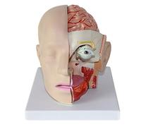 FHSLKXIM Modello Anatomico della Testa Umana con Cervello - Modello Anatomico del Cervello Umano - Modello Anatomico Classico del Cervello - Modello Dell'Arteria Cerebrale