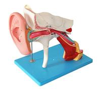 FHSLKXIM Modello Anatomico Dell'Orecchio Umano, Modello Didattico, Modello Anatomico Dell'Orecchio Umano, Modello Anatomico Dell'Organo Umano, Modello Dell'Orecchio Staccabile