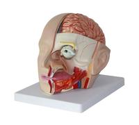 FHSLKXIM Modello Anatomico dell'uomo, Modello Anatomico dell'uomo, Modello Anatomico Dell'Arteria Cerebrale, Modello Anatomico dell'uomo, Reale