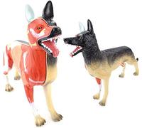 FHSLKXIM Modello Anatomico di Biologia del Cane, Campione di Organi Animali, Anatomia Muscolare delle 11 Parti Dell'Insegnamento Veterinario