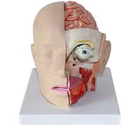 FHSLKXIM Modello Anatomico, Modello Anatomico di Essere Umano con Cervello - Modello Anatomico del Cervello - Modello Anatomico Classico Modello Dell'Arteria Cerebrale Cerebrale - Modello Anatomico
