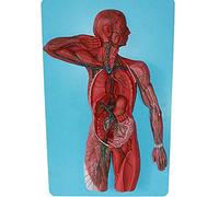 FHSLKXIM Modello Anatomico Modello Anatomico Umano - Modello del Sistema Linfatico Umano Rene con Modelli Surrenali Urologia Nefrologia, per Medici Strumento Educativo per Ufficio