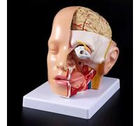 FHSLKXIM Modello Anatomico, Modello del Cervello, Ricerca Anatomica, Modello Medico, Modello Classico, Modello di Anatomia del Cervello, Modello Dell'Arteria Cerebrale