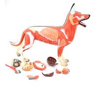 FHSLKXIM Modello di Cane, 11 Parti di Anatomia degli Organi del Cane, Muscoli del Cane, Modello Anatomico Didattico, Sistema Riproduttivo, Lezioni di Anatomia sugli Animali in Plastica