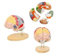 FHSLKXIM Modello di Cervello Umano A 2 Pieghe per Neuroscienze, Modello Anatomico in 4 Parti della Struttura Nervosa del Cervello Umano, Vasi per La Visualizzazione Dell'Apprendimento, Medico