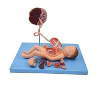 FHSLKXIM Modello di Circolazione Fetale - Circolazione Fetale Anatomica Medica con Feto Vivido con Organi Viscerali E Cordone Ombelicale - per Esposizione Didattica di Studio Medico