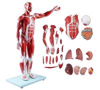 FHSLKXIM Modello di Figura Anatomica Muscolare Umana A Grandezza Naturale, Modello di Muscolo E Organo da 1/2, Anatomia di Muscoli E Organi Rimovibile in 27 Parti per La Formazione Medica Educativa