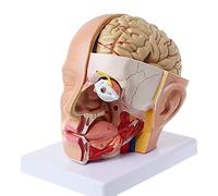 FHSLKXIM Modello di Scheletro, Modello di Cervello E Arteria, Cranio, Cervello, Arteria Cerebrale, Modello Anatomico per L'Insegnamento Dell'Anatomia, Decorazioni Artistiche per Dimostrazioni Mediche