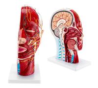FHSLKXIM Modello di Struttura A metà del Sistema Nervoso Umano, Modello di Muscolo Superficiale, Modello Anatomico Umano, metà E Viso, Anatomia Medica, Sezione Media del Collo