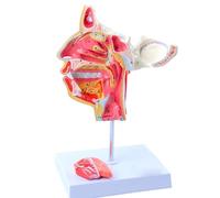 FHSLKXIM Modello di Testa E Viso Umano con Vasi Sanguigni E Nervi - Modello Anatomico Medico della Testa - Modello Anatomico di Mezza Testa per Studio E Insegnamento