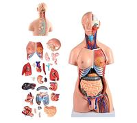 FHSLKXIM Modello di Torso Umano da 85 Cm, Anatomia Anatomica del Corpo Umano, Modello Anatomico 4D per Risorse Didattiche Rimovibili 21 Pezzi, Modelli Medici Avanzati Dipinti