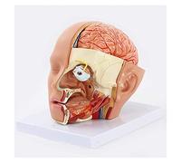FHSLKXIM Modello Didattico, Modello Anatomico Dell'Essere Umano, Visione 4D, Umano, Modello Anatomico in 4 Parti Dell'Arteria Cerebrale