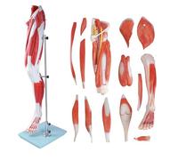 FHSLKXIM Modello Didattico Sull'Anatomia dei Muscoli delle Gambe, Modello Anatomico Umano, 25 Pollici, 2/3 delle Dimensioni Umane, 14 Pezzi, Rimovibile, Mostra I Muscoli, Vasi Sanguigni Importanti