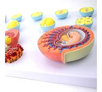 FHSLKXIM Modello Scientifico del Processo di Fecondazione E Sviluppo Embrionale Precoce, Strumento Didattico per La Formazione del Medico Embrione, Tessuto Anatomico