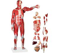 FHSLKXIM Modello Umano A Grandezza Naturale 1/2, Modello Anatomico di Figura Muscolare Umana, Modello di Muscoli E Organi, Modello di Ossa Muscolari, 27 Parti, Organi E Anatomia Rimovibili