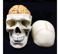 FHSLKXIM Un Cranio Umano A Grandezza Naturale E Un Modello Anatomico, Il Cervello può Essere Diviso in 8 Parti, con Dissezione Accurata, Utilizzato per L'Istruzione Medica E Scientifica