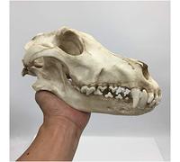 FHUILI Modello di Teschio di Lupo - Replica di Teschio di Lupo a grandezza Naturale - Modello di Teschio di Animale ad Alta Simulazione Modello di Testa di Teschio di Lupo Realistico,A