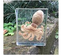 FHUILI Octopus Campione - Octopus Embedded Campione - risorse per l'insegnamento Octopus Resina Specimen fermacarte Tassidermia Marine Life Campione per Scienze della Formazione,B