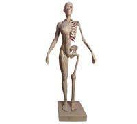FHUILIJH 11 Pollici metà Muscolo metà Scheletro manichino educativo Umano anatomico Muscolo osseo Modello - Anatomia Umana Pelle Cranio Testa Modello,Female,30cm