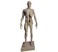 FHUILIJH 11 Pollici metà Muscolo metà Scheletro manichino educativo Umano anatomico Muscolo osseo Modello - Anatomia Umana Pelle Cranio Testa Modello,Male,30cm