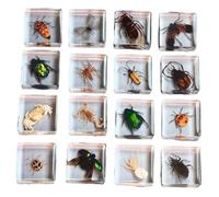FHUILIJH 16 pz Insetto Resina Esemplare - Insetti Collezione fermacarte - per Bambini Scienza Giocattolo biologia educazione Insetti Collezione Resina Esemplare Regalo,Clear,38mm