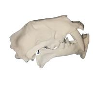 FHUILIJH Antico Modello di Teschio di Tigre Spada, Scultura Testa di Teschio di Tigre, per Home Office Decor Man Cave Collector's Display,Bianca,8cm