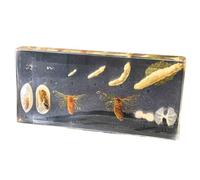 FHUILIJH Baco da Seta in Resina Esemplare Gelso Baco da Seta Storia della Vita Esemplari Insetti Collezione Fermacarte per l'educazione scientifica,Clear,14cm