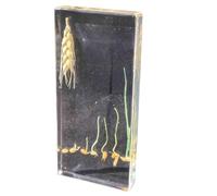 FHUILIJH Campioni di processo di germinazione del Grano Fermacarte in Resina acrilica per l'insegnamento delle scienze,Clear,140mm