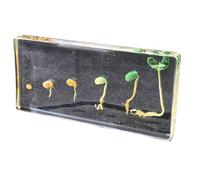 FHUILIJH Campioni di processo di germinazione della soia Esemplari di Piante di Cristallo Biologico conservate per la germinazione della soia per l'insegnamento delle scienze,Clear,14cm