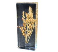 FHUILIJH Campioni di Sorgo Collezione di Piante Fermacarte Esemplare per l'educazione scientifica in Classe,Clear,11cm