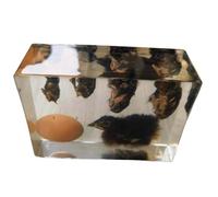 FHUILIJH Campioni di Storia della Vita del Pollo Campione Biologico Incorporato per Lo Sviluppo del Pulcino per l'educazione scientifica,Clear,18cm