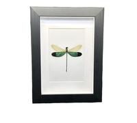 FHUILIJH Collezione di esemplari di Cornice per Libellula Reale per Halloween Decor & Curiosity Display,Nero,20cm