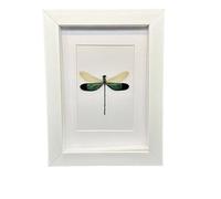 FHUILIJH Collezione di esemplari di Cornice per Libellula Reale per Halloween Decor & Curiosity Display,Bianca,20cm