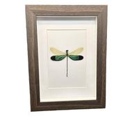 FHUILIJH Collezione di esemplari di Cornice per Libellula Reale per Halloween Decor & Curiosity Display,Marrone,20cm