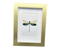 FHUILIJH Collezione di esemplari di Cornice per Libellula Reale per Halloween Decor & Curiosity Display,d'oro,20cm