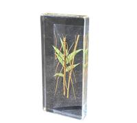 FHUILIJH Esemplare antropomorfo di Verme di bambù, fermacarte da Collezione di Insetti, Campioni di Classe di scienze per l'educazione scientifica,Clear,140mm