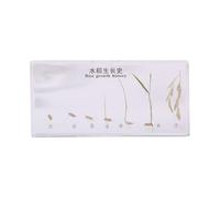 FHUILIJH Esemplare della Storia della Crescita del Riso Campioni di Riso in Resina Chiara in Classe di scienze per l'educazione scientifica,Clear,16cm