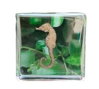 FHUILIJH Esemplare di Cavalluccio Marino simulato - Esemplari di Cavalluccio Marino in Resina - Collezione di tassidermia Animale per l'educazione scientifica e l'ornamento della scrivania,Clear,4cm