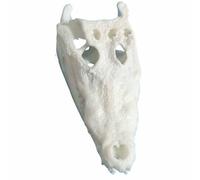 FHUILIJH Esemplare di Cranio di Coccodrillo in Miniatura, Ornamento in Resina Animale con Cranio di Coccodrillo, tassidermia Scienza educazione da Collezione,Bianca,12cm