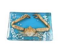 FHUILIJH Esemplare di Granchio spinoso - Modello educativo Esemplare Incorporato nel Granchio - per apparecchiature per esperimenti biologici,B,14cm