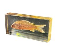 FHUILIJH Esemplare di Pesce tassidermico, Esemplare Marino Reale, Animale tassidermia in Resina per l'educazione scientifica,Clear,140mm