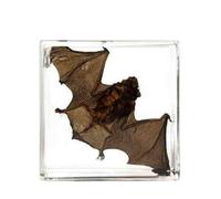 FHUILIJH Esemplare di Pipistrello tassidermia - Esemplari di Pipistrello Vero - Ottimo Regalo per Gli Appassionati di tassidermia,B,73mm