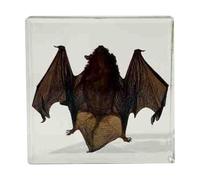 FHUILIJH Esemplare di Pipistrello tassidermia - Esemplari di Pipistrello Vero - Ottimo Regalo per Gli Appassionati di tassidermia,A,73mm
