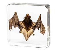FHUILIJH Esemplare di Pipistrello tassidermico, esemplari di Pipistrello Reale, per l'educazione scientifica in Classe,A,7.5cm